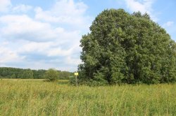 Естественная аллея липы