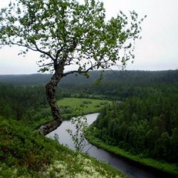 Соянский биологический заказник