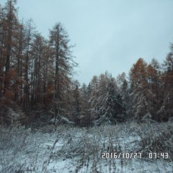 Роща Зеленая