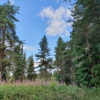 Палкинский бор