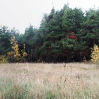 Сосновая роща