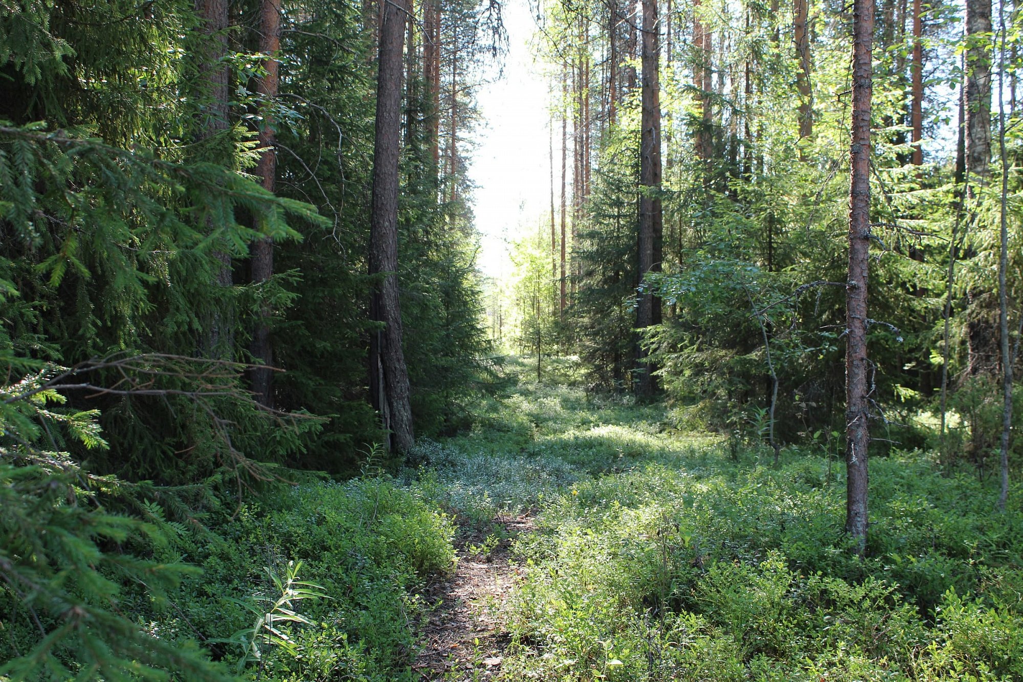 Лахтинский лес