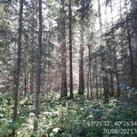 Лиственничная роща