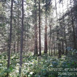 Лиственничная роща