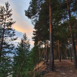 Качаевский (Головковский) сосновый бор