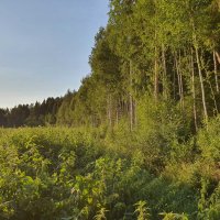 Тарасовский сосновый бор