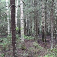 Естественные насаждения ели с примесью березы и ольхи