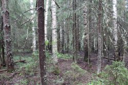 Естественные насаждения ели с примесью березы и ольхи