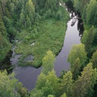 Комсомольский сосновый бор