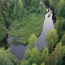 Комсомольский сосновый бор