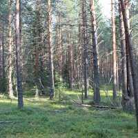 Естественные насаждения – сосновый бор с примесью еловых насаждений