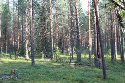 Естественные насаждения – сосновый бор с примесью еловых насаждений