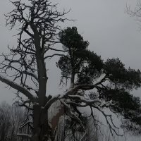 Сосна у д. Чурьега