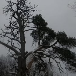 Сосна у д. Чурьега