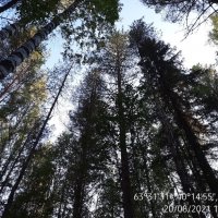 Опытные лесные культуры сосны С.В. Алексеева 1949 года