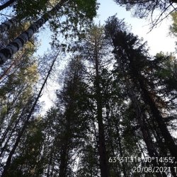 Опытные лесные культуры сосны С.В. Алексеева 1949 года