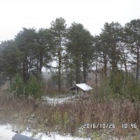 Сосновая роща у д. Медведево