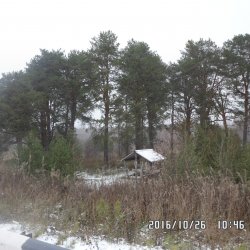 Сосновая роща у д. Медведево