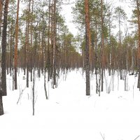 Урочище «Остров Черный»